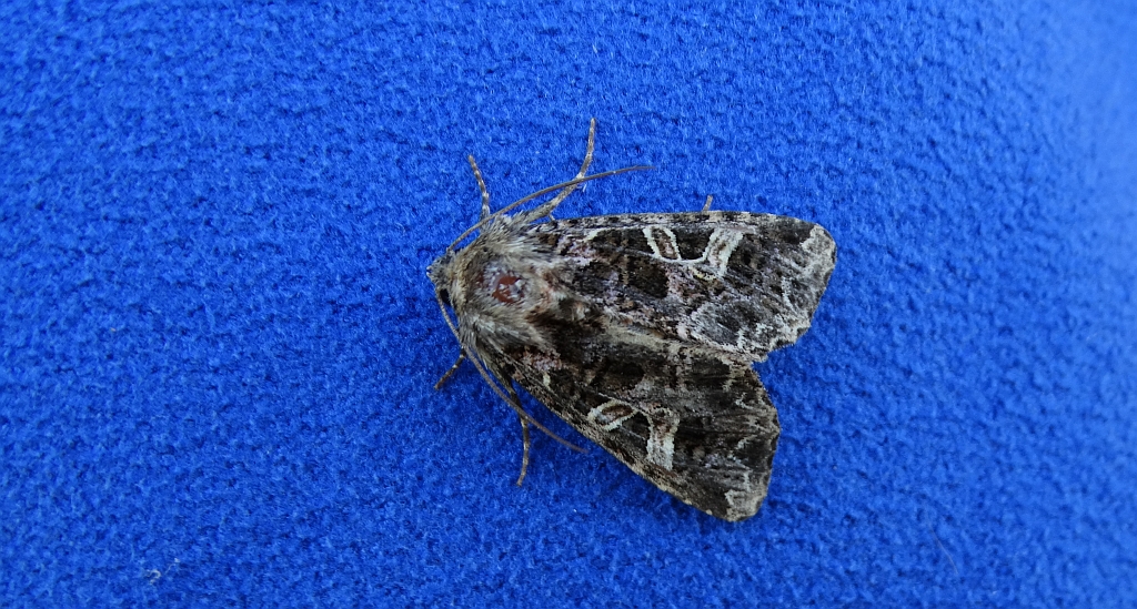 Piętnówka goździkówka (Sideridis rivularis) lub Hadena bicruris