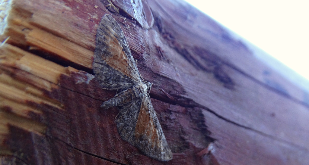 Grotnik wrotyczak (Eupithecia icterata)