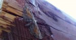 Grotnik wrotyczak (Eupithecia icterata)