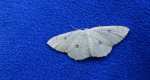 Świerzbik białokropek (Cyclophora albipunctata)