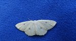 Świerzbik białokropek (Cyclophora albipunctata)