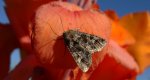 Piętnówka goździkówka (Sideridis rivularis) lub Hadena bicruris