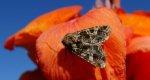 Piętnówka goździkówka (Sideridis rivularis) lub Hadena bicruris