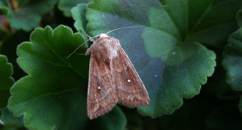 Piętnówka białokropka (Mythimna albipuncta)