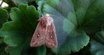 Piętnówka białokropka (Mythimna albipuncta)