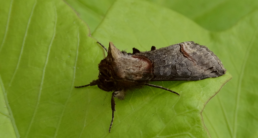 Zgrzeblica trojestka (Abrostola asclepiadis)