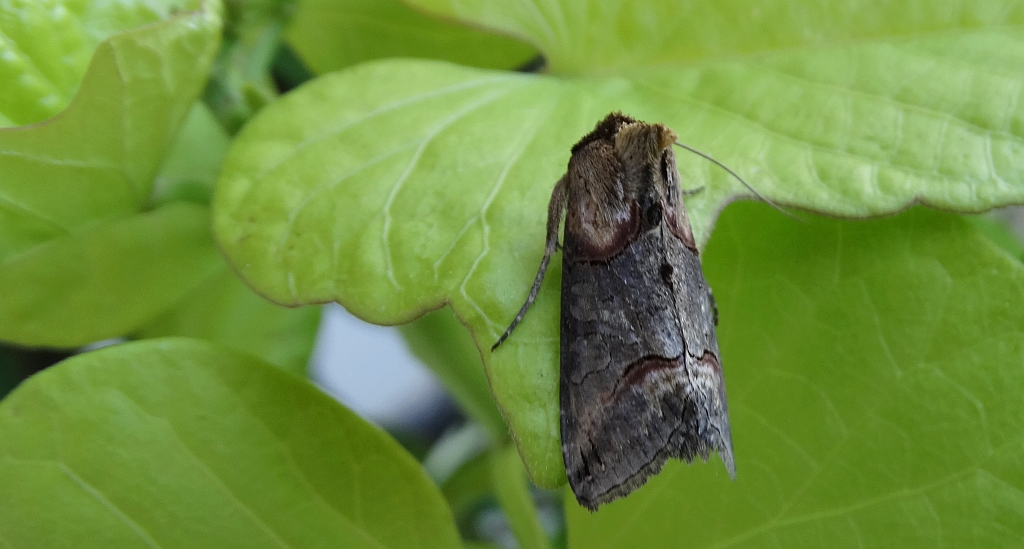 Zgrzeblica trojestka (Abrostola asclepiadis)