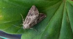 Piętnówka chwastówka (Anarta trifolii)