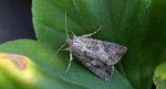 Piętnówka chwastówka (Anarta trifolii)