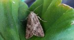 Piętnówka chwastówka (Anarta trifolii)