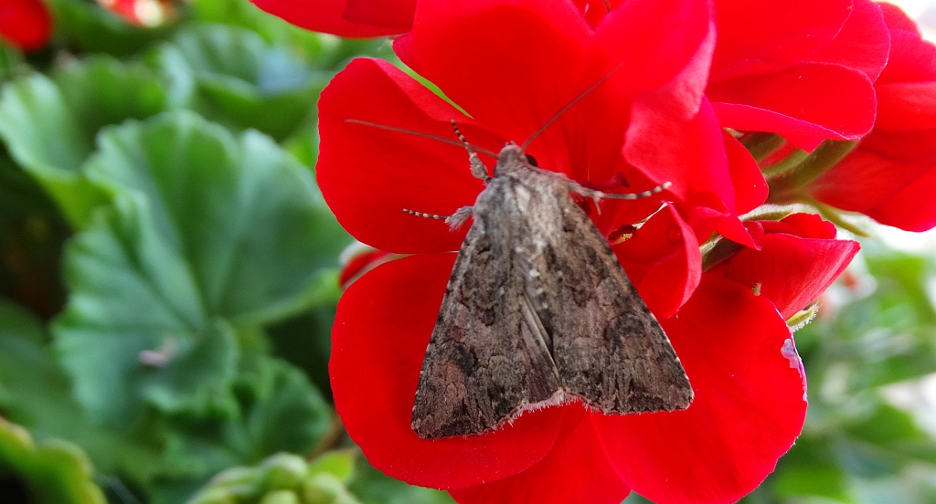 Piętnówka chwastówka (Anarta trifolii)