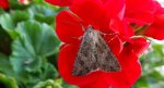 Piętnówka chwastówka (Anarta trifolii)