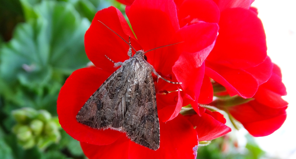 Piętnówka chwastówka (Anarta trifolii)