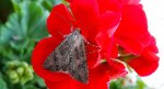 Piętnówka chwastówka (Anarta trifolii)