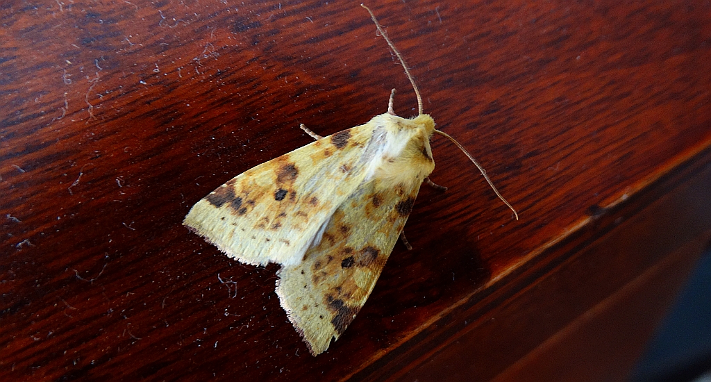 Morka wierzbówka (Xanthia icteritia)