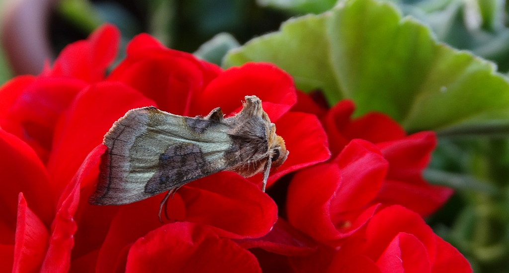 Błyszczka spiżówka (Diachrysia chrysitis)