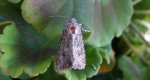Piętnówka chwastówka (Anarta trifolii)