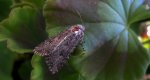 Piętnówka chwastówka (Anarta trifolii)