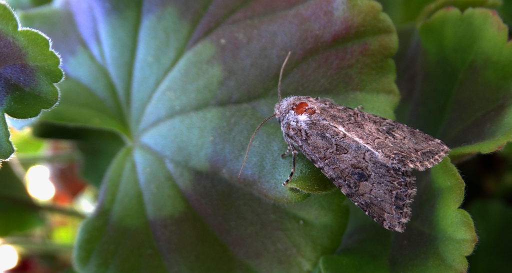 Piętnówka chwastówka (Anarta trifolii)