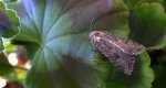 Piętnówka chwastówka (Anarta trifolii)