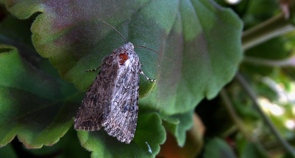 Piętnówka chwastówka (Anarta trifolii)