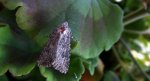 Piętnówka chwastówka (Anarta trifolii)
