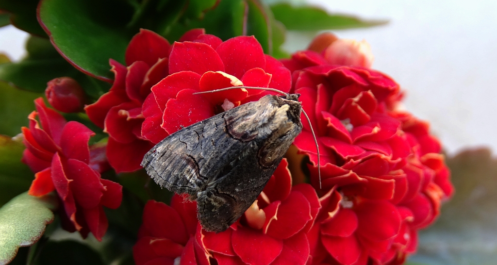 Zgrzeblica trojestka (Abrostola asclepiadis)
