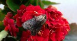 Zgrzeblica trojestka (Abrostola asclepiadis)