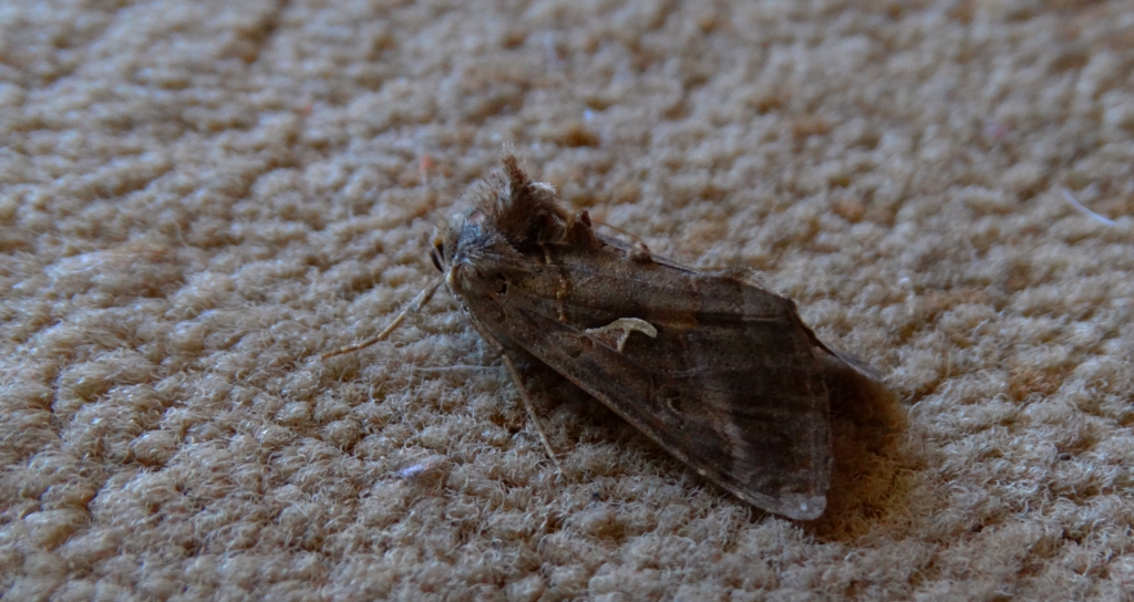 Błyszczka jarzynówka (Autographa gamma)