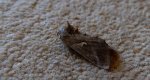 Błyszczka jarzynówka (Autographa gamma)