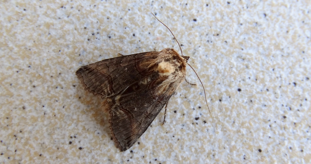 Zgrzeblica trojestka (Abrostola asclepiadis)