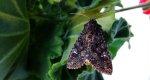 Piętnówka rdestówka (Melanchra persicariae)