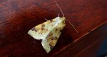 Morka wierzbówka (Xanthia icteritia)