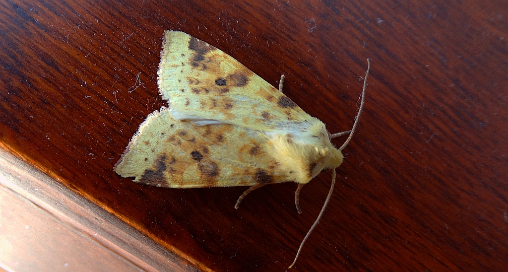 Morka wierzbówka (Xanthia icteritia)