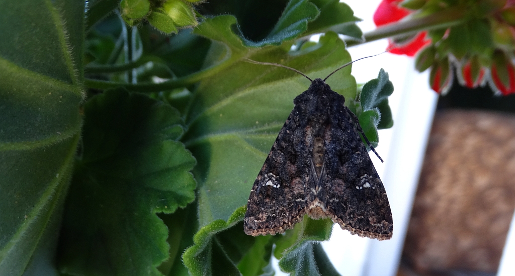 Piętnówka rdestówka (Melanchra persicariae)