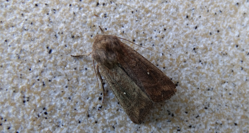Piętnówka białokropka (Mythimna albipuncta)