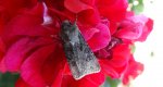 Rolnica zbożówka (Agrotis segetum)