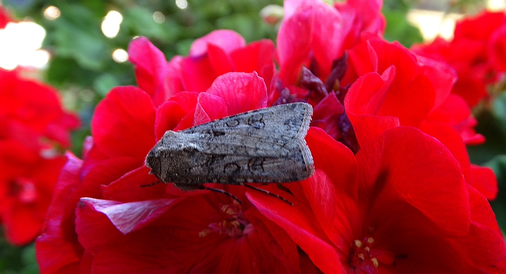 Rolnica zbożówka (Agrotis segetum)