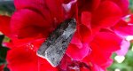 Rolnica zbożówka (Agrotis segetum)