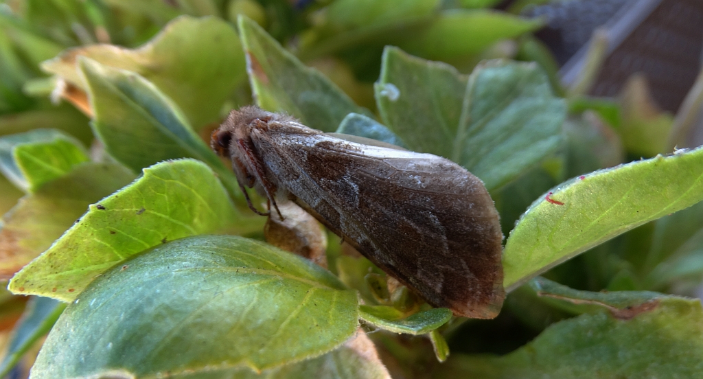 Krótkowąs sylwina (Triodia sylvina)