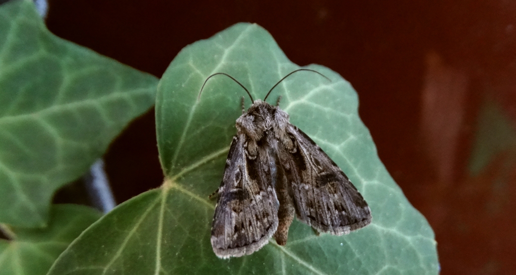 Rolnica szkółkówka (Agrotis vestigialis)