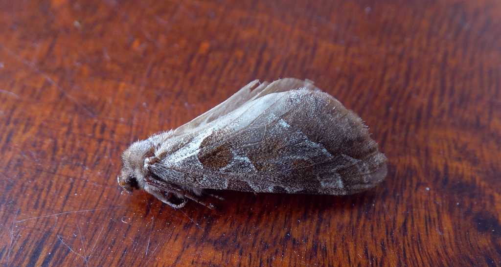 Krótkowąs sylwina (Triodia sylvina)