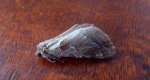 Krótkowąs sylwina (Triodia sylvina)