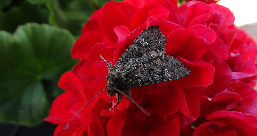 Piętnówka rdestówka (Melanchra persicariae)