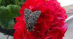 Piętnówka rdestówka (Melanchra persicariae)