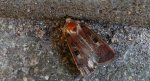 Rolnica panewka (Xestia c-nigrum)