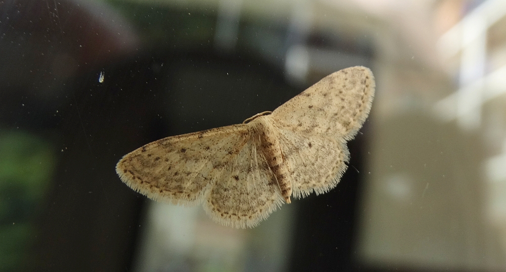 Krocznik rzędzik (Idaea seriata)