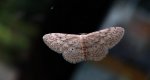 Krocznik rzędzik (Idaea seriata)