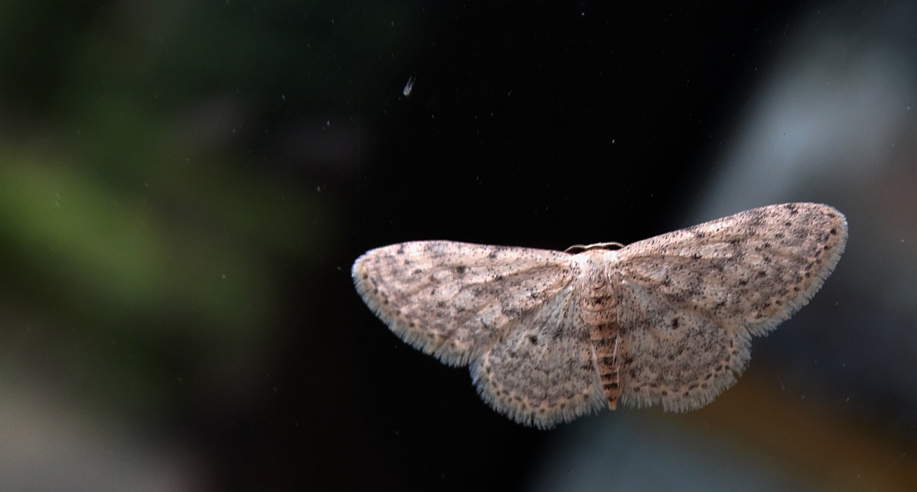 Krocznik rzędzik (Idaea seriata)