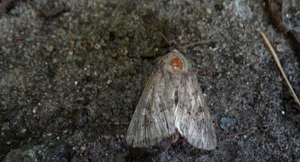 Piętnówka zmierzchówka (Hecatera bicolorata) lub Mesapamea secalis